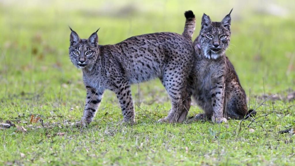 Fotograma de 'Dehesa, el bosque del lince ibérico'.