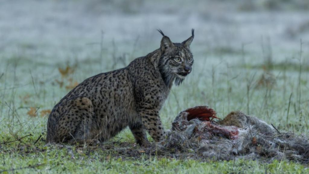 Fotograma de 'Dehesa, el bosque del lince ibérico'.