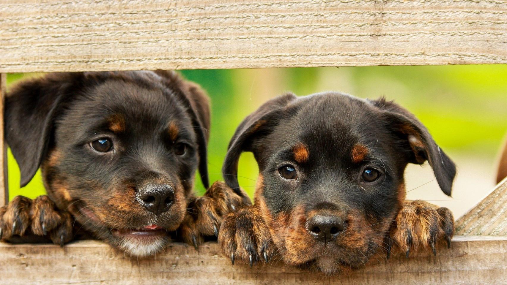 20 curiosidades sobre los perros