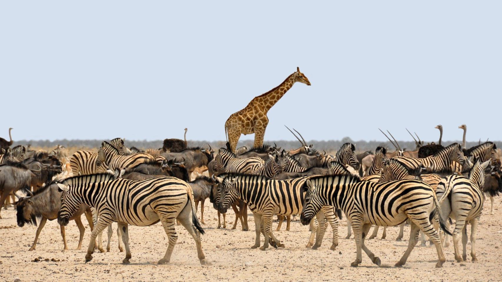 Las rayas de los animales indican al grupo en qué dirección huir.