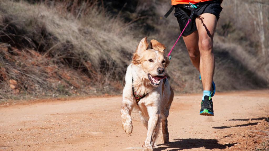 Imagen de archivo de un Canicross