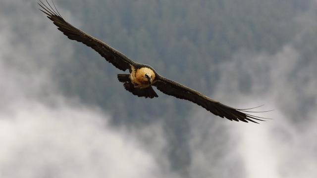 Un ejemplar adulto de quebrantahuesos.