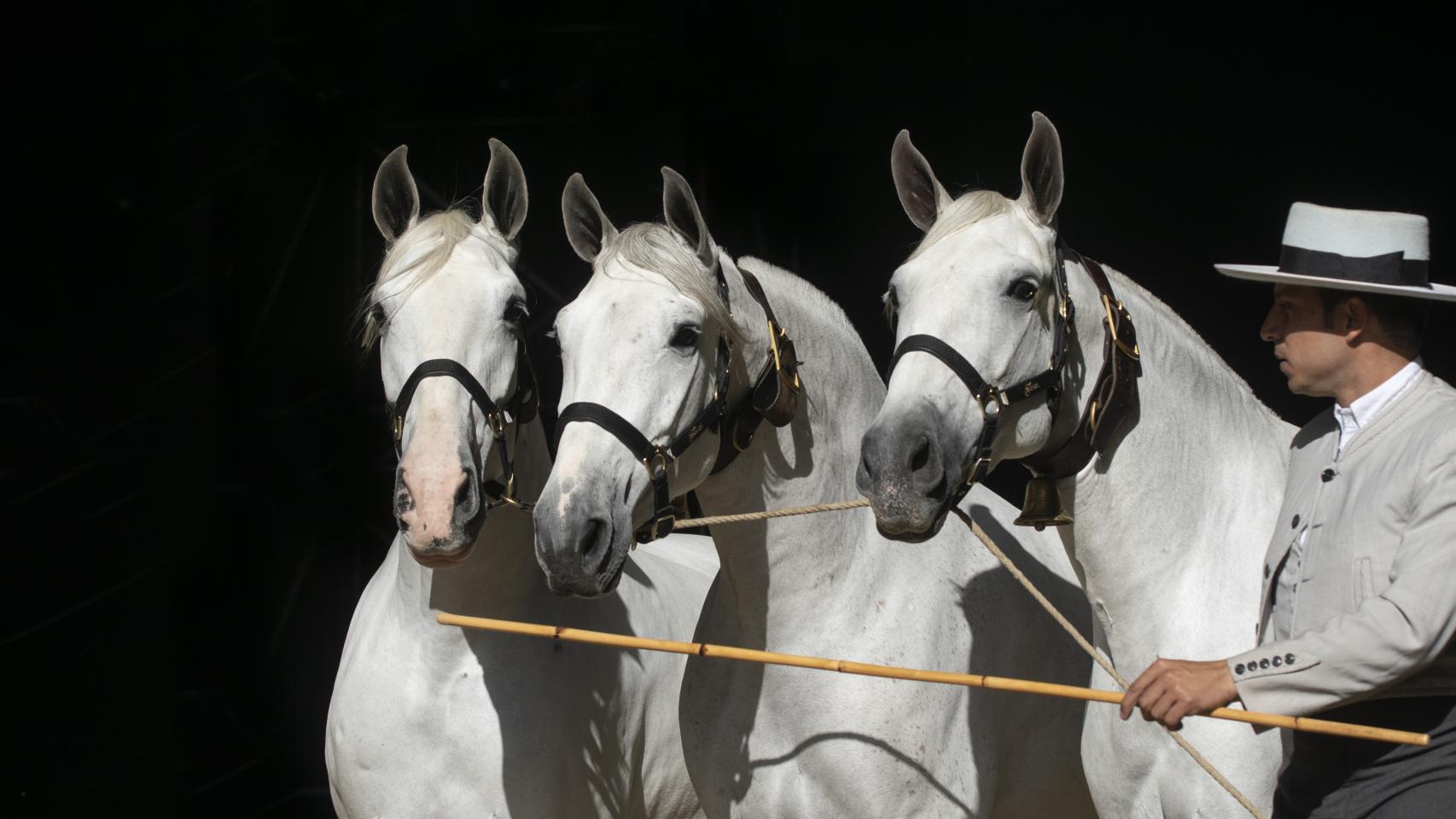 Caballos en Sicab