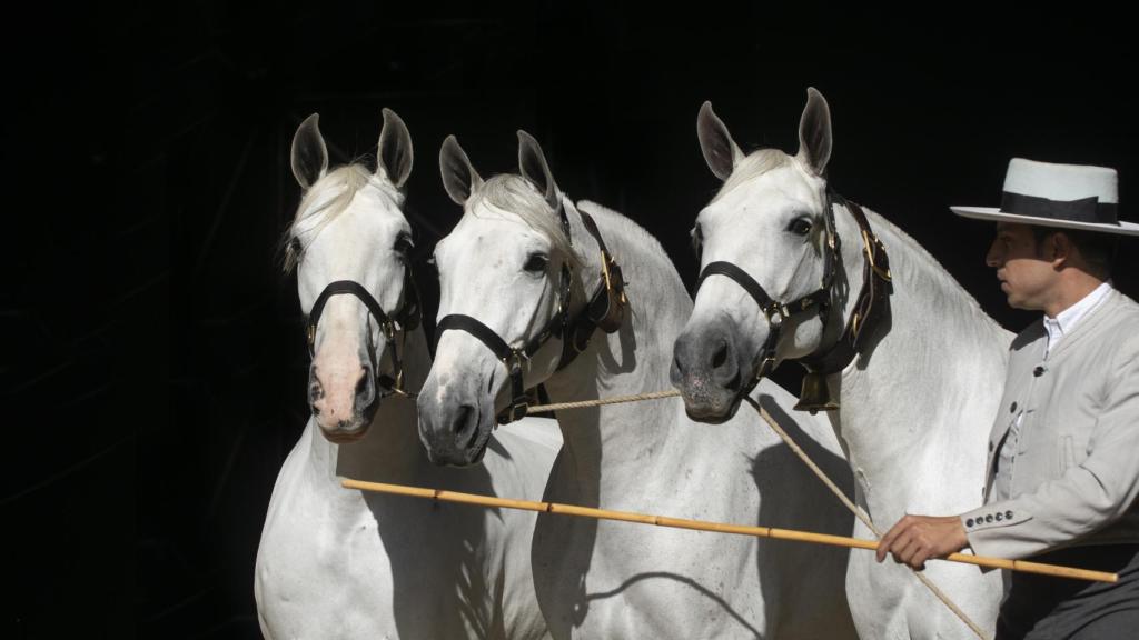 Caballos en Sicab