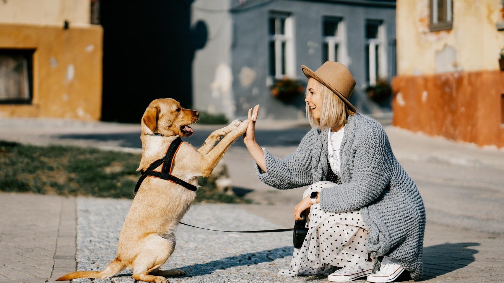 Qué significa soñar que un perro te muerde, el significado de los sueños