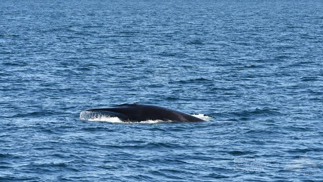 Ballena azul en las Rías Baixas.