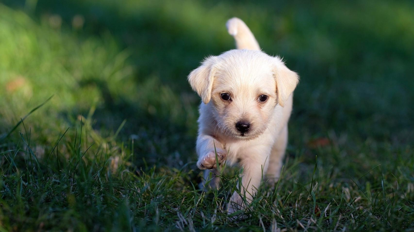 ¿Es bueno el arroz para los perros?