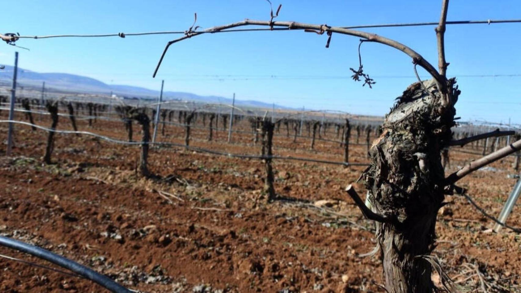 Regadío en Castilla-La Mancha. Foto: Junta de Comunidades