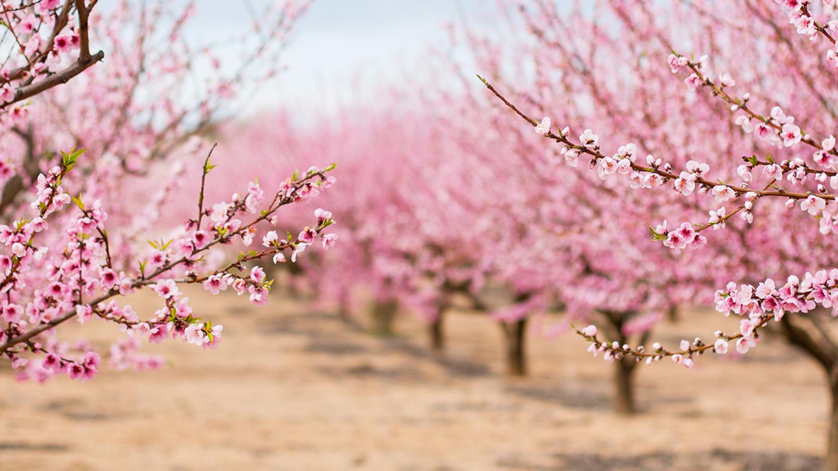 Los árboles nos hablan: su temperatura indica el agua que necesitan