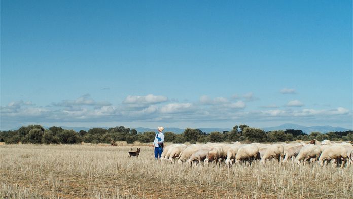meseta