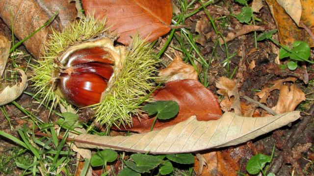 Castañas de Galicia en el erizo.