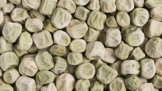 Los guisantes arrugados usados en el estudio. The John Innes Centre.