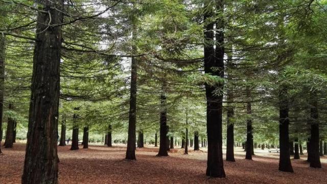 Bosque de Colón, en Poio