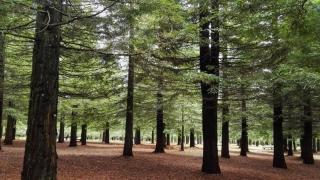 Bosque de Colón, en Poio
