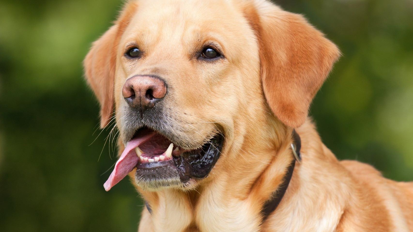 ¿Por qué mi perro parece que se ahoga?