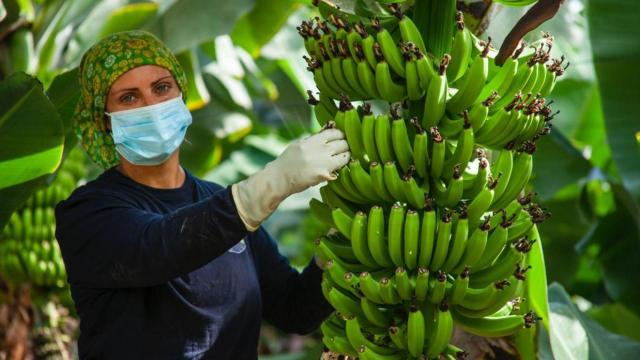 Última oportunidad para salvar al Plátano de Canarias: el Gobierno tratará de evitar el recorte de Europa