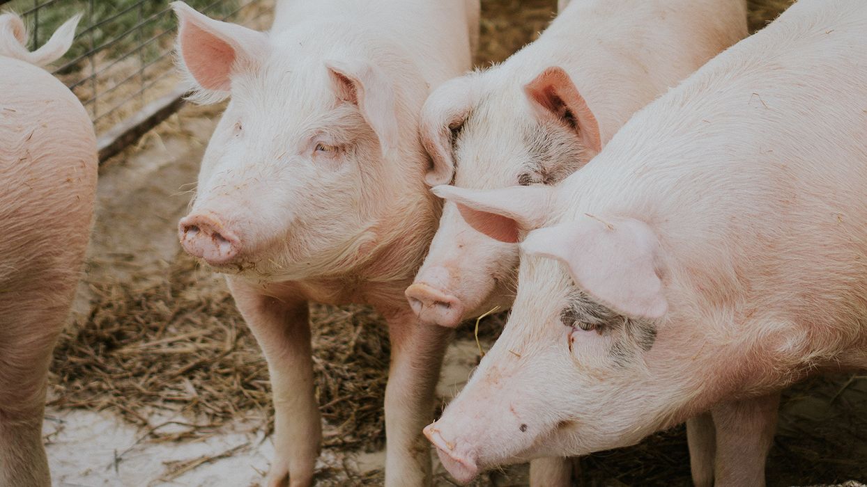 La inteligencia artificial marcará el precio de la carne de porcino en esta lonja de Huesca