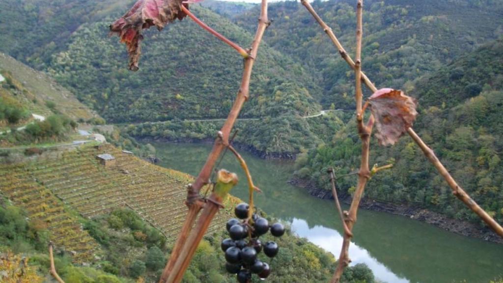 Viñedos en Chantada