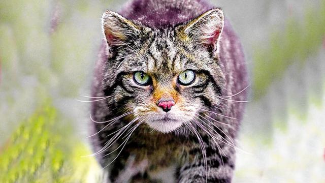 Imagen aparecida en una de las portadas de 'The Guardian' dedicadas a la perdida de biodiversidad en el Reino Unido