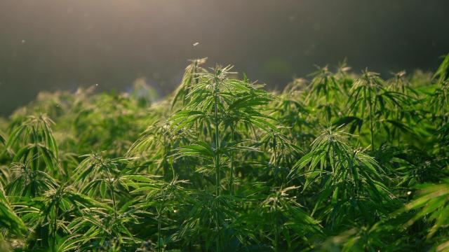 Hallan 191 plantas de marihuana en un trastero de Usera