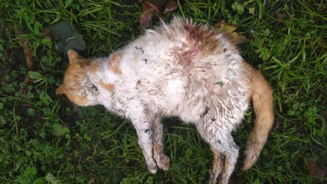 Gato muerto tras ataques de perros en A Coruña