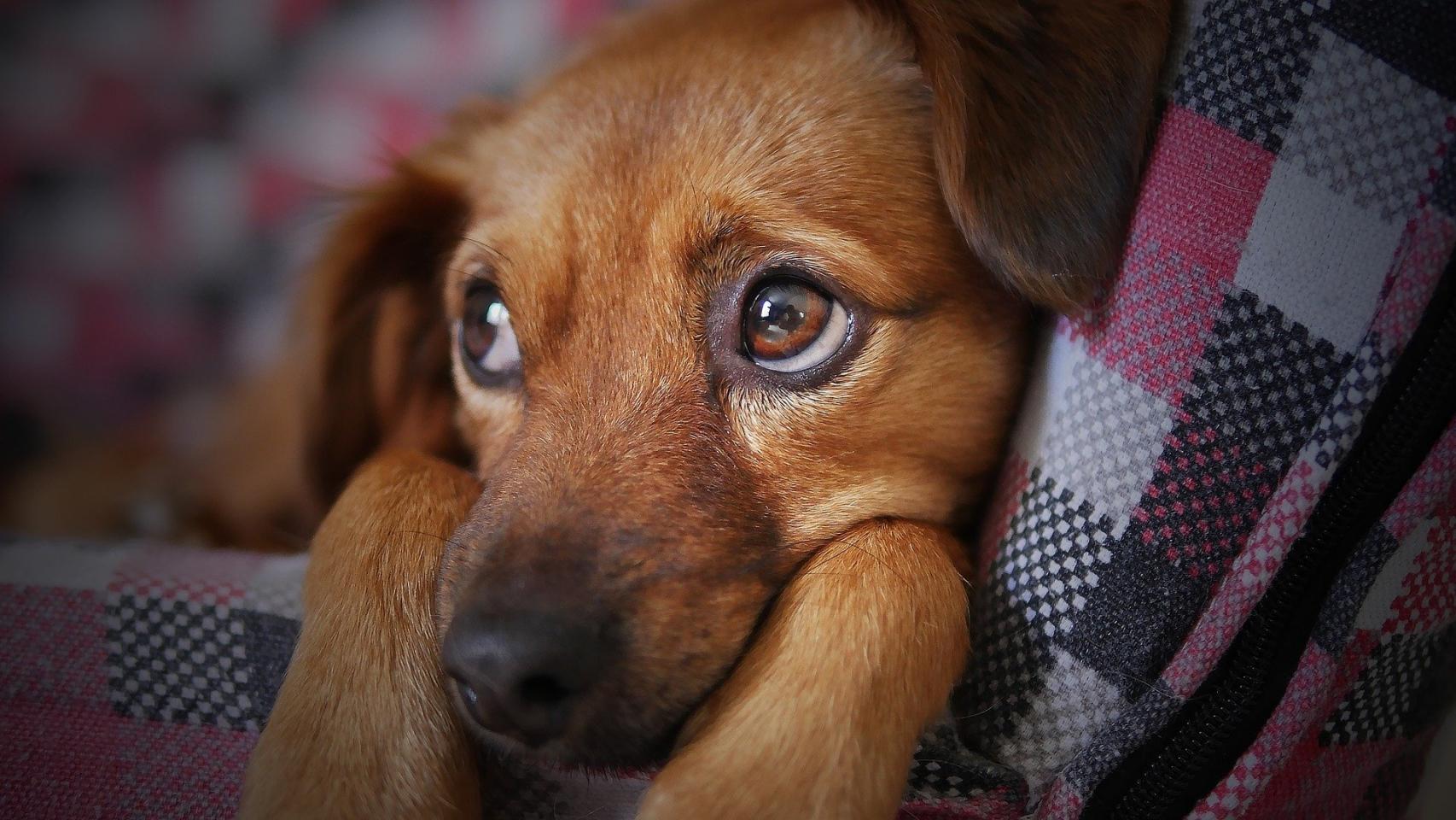 ¿Por qué mi perro tiene la cara hinchada?