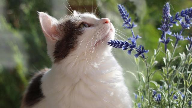 6 plantas que no debes tener en casa si tienes un gato