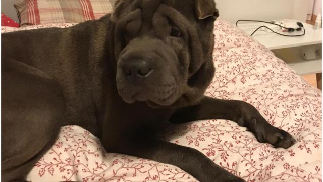 El Shar Pei Chuchi.