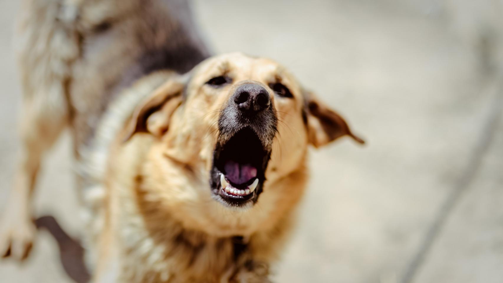Ataque perro