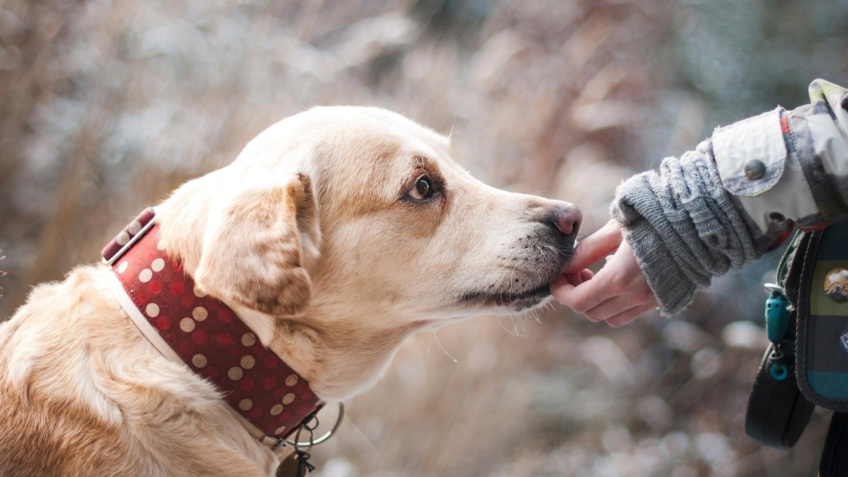 Las razas de perros más fáciles de adiestrar