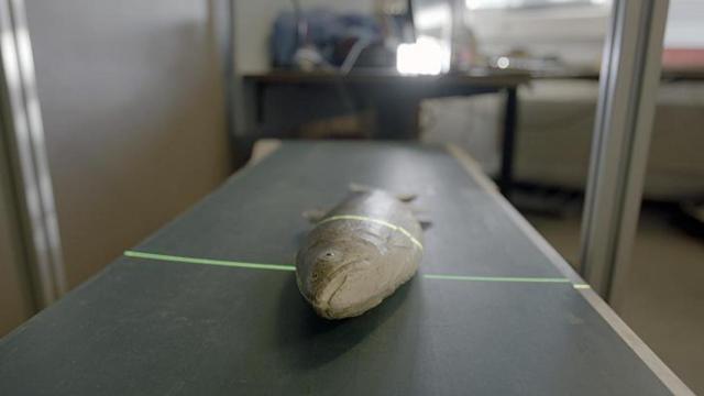 Un escáner para estimar el peso e identificar una especie.