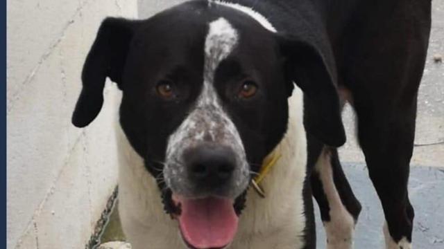 Max, el perro desaparecido tras ser golpeado