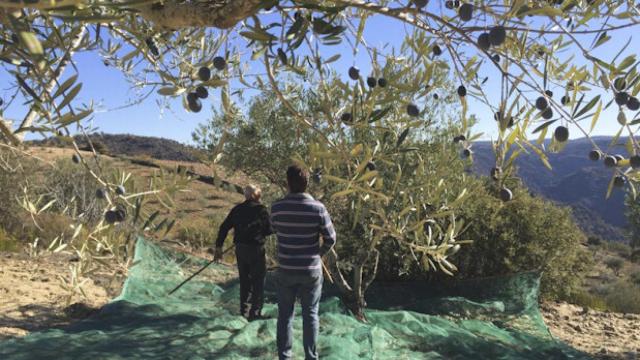 Recolección de la aceituna.