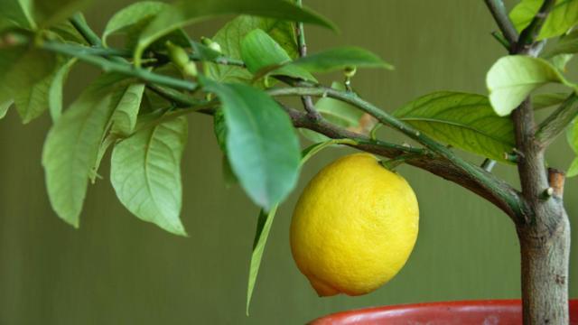 Cuidados para cultivar un limonero en una maceta.