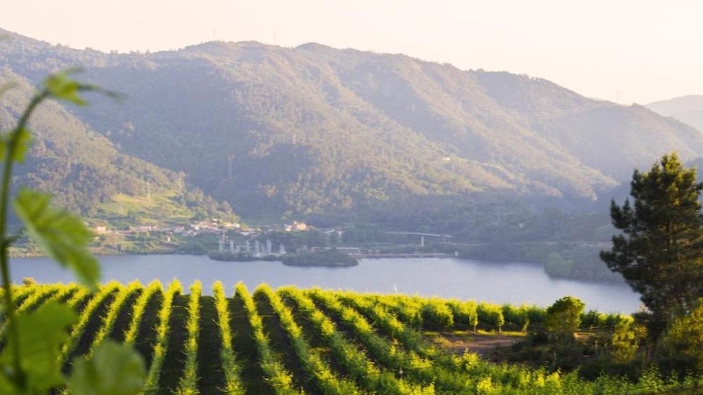 Viñedos en Ribadavia.