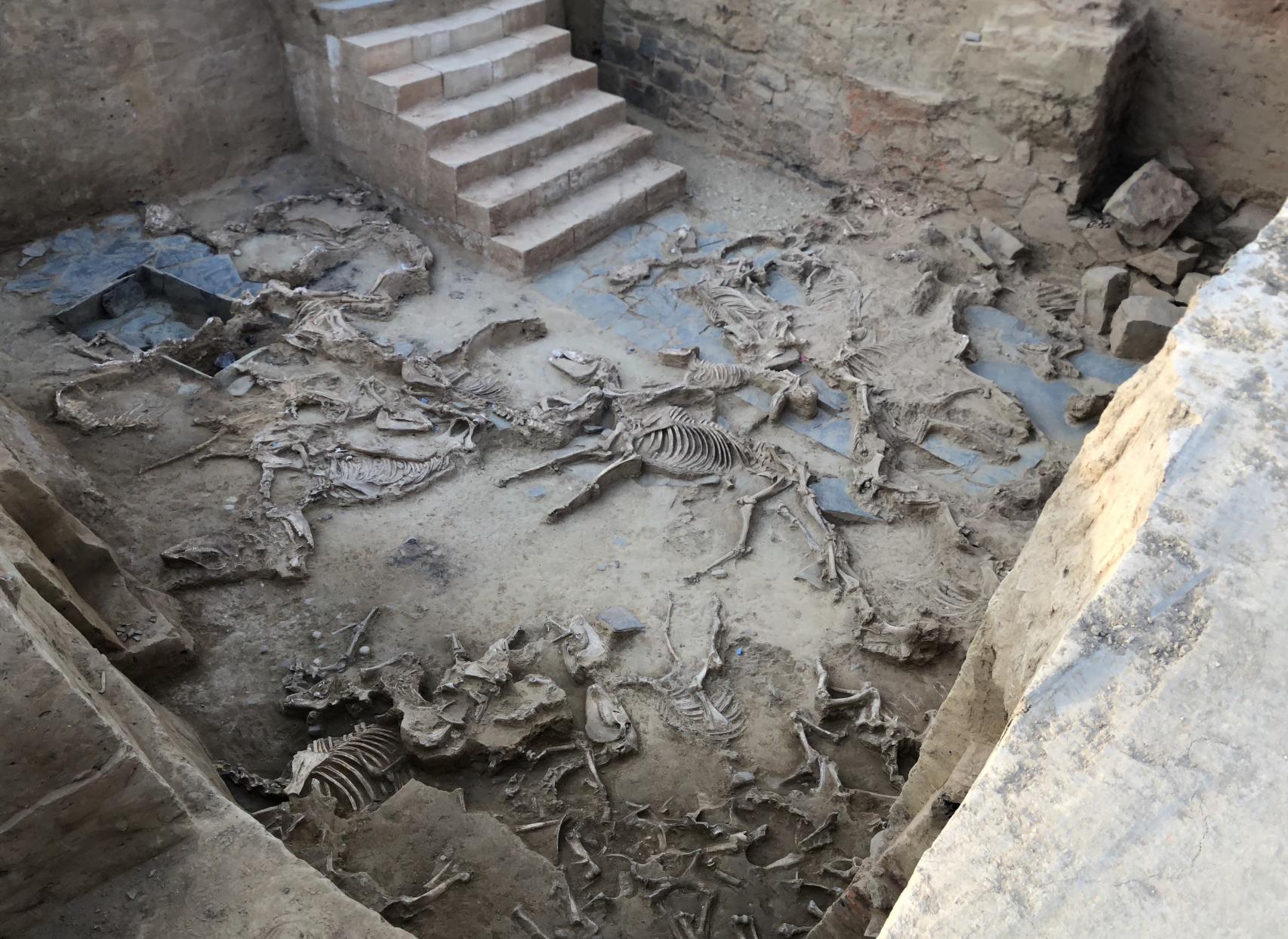 El patio con la hecatombe de animales de Casas del Turuñuelo.