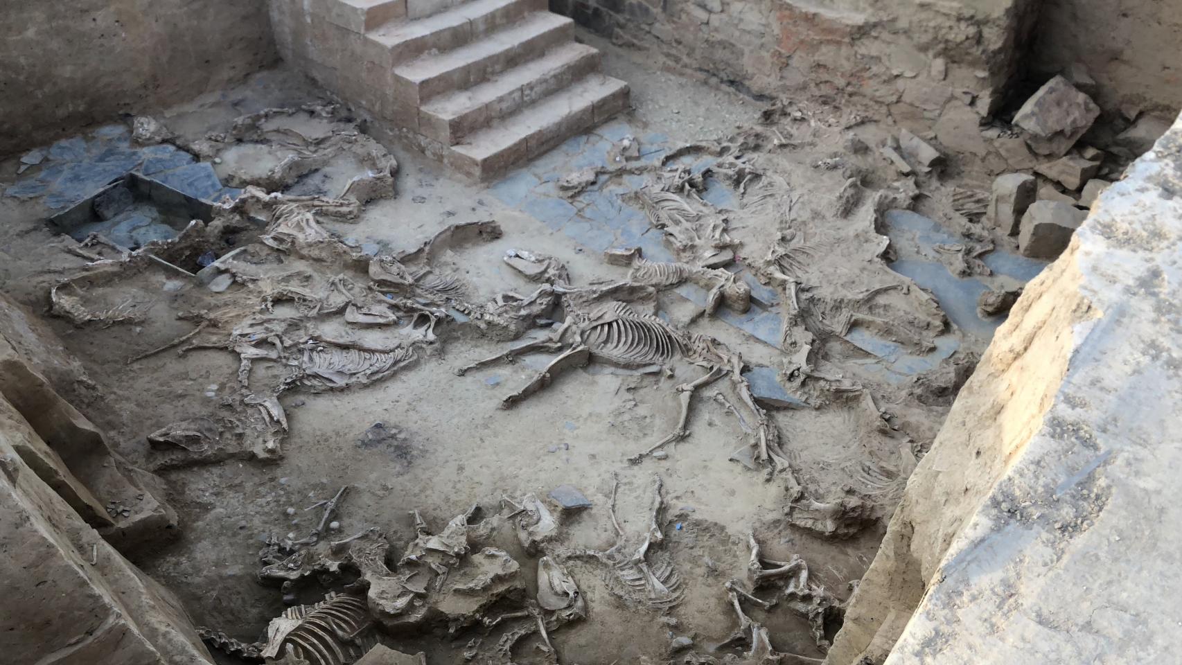 El patio con la hecatombe de animales de Casas del Turuñuelo.
