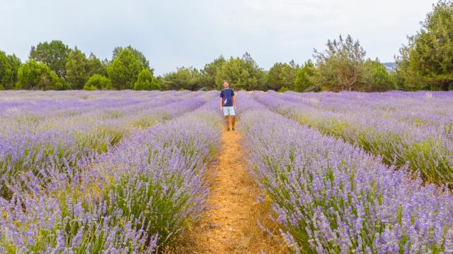 Un parque eólico y un cultivo de lavanda, el refugio de la alondra ricotí