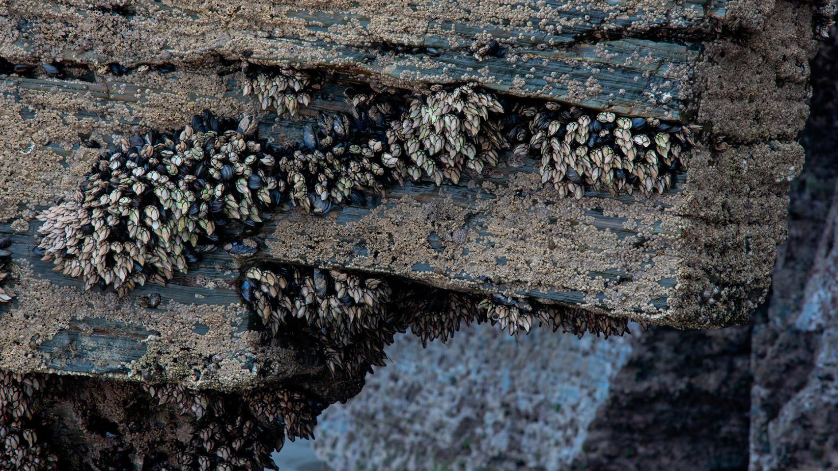 Percebes