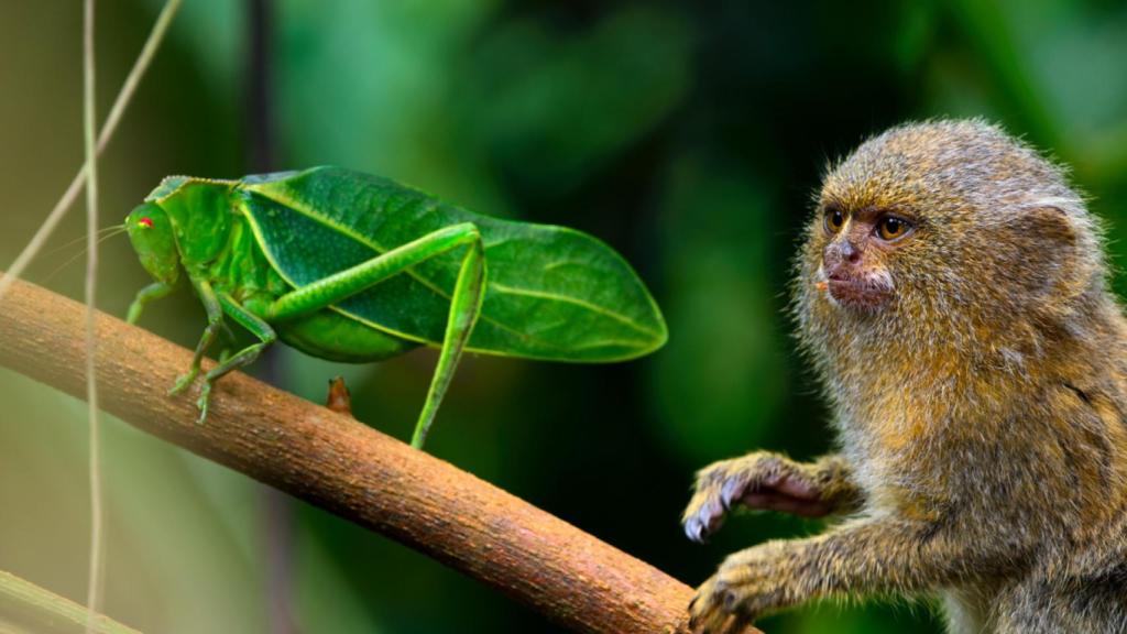 Imagen promocional del segundo episodio de 'Tiny World'.