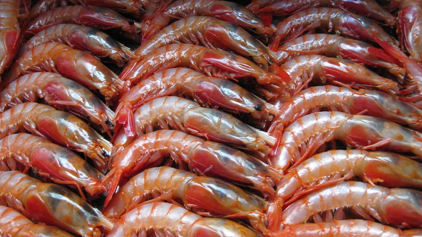 Gambas y langostinos.