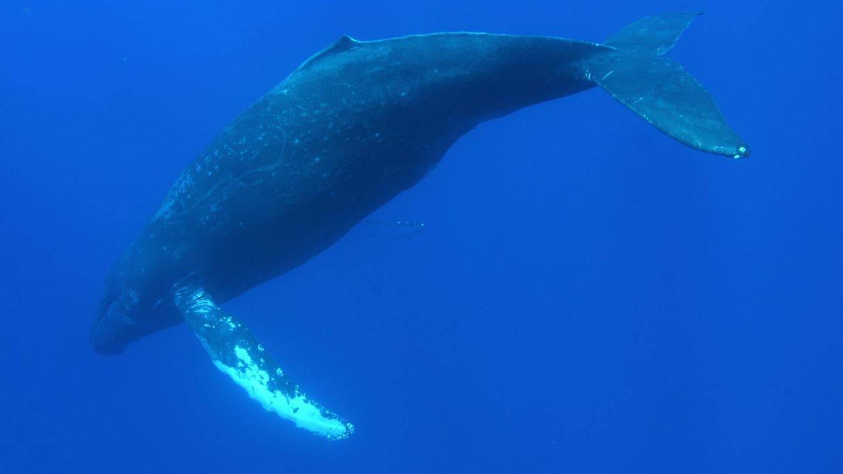 Ballena jorobada observada en la isla de Maui, Hawái. / HIHWNMS/NMFS ESA Permit #782-1719