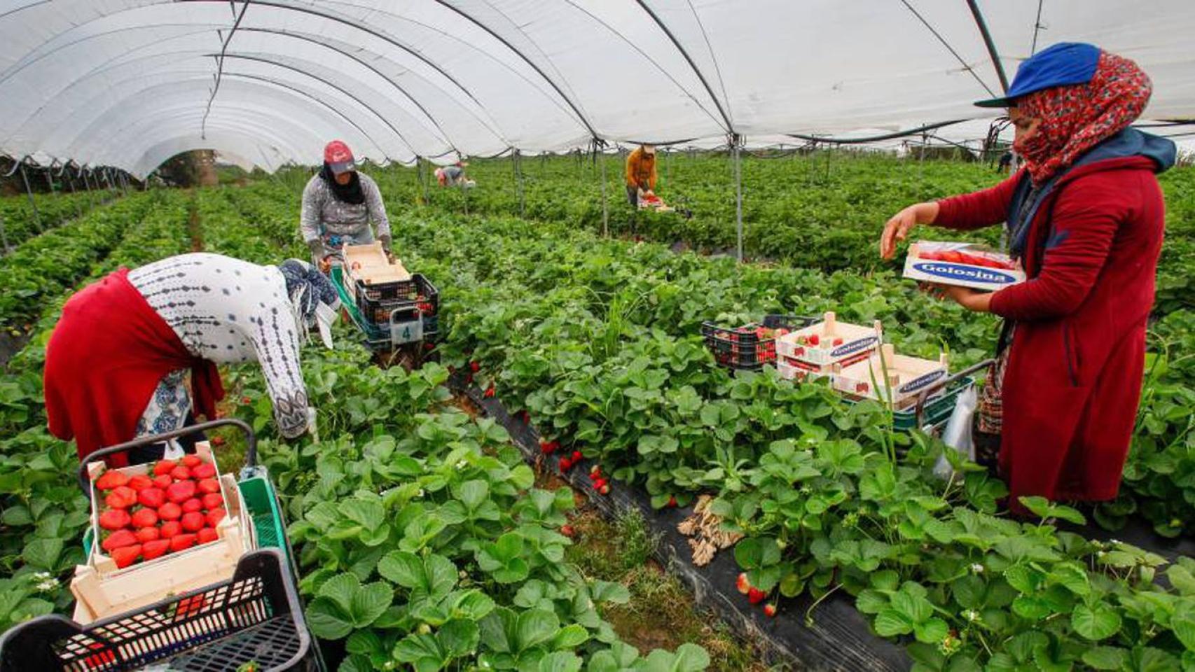 Temporeras marroquíes recogen fresas en una finca onubense.