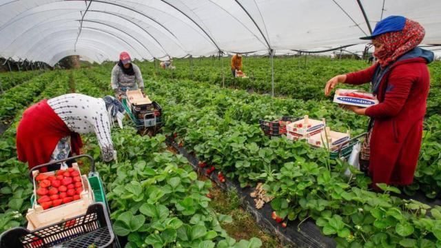 Temporeras marroquíes recogen fresas en una finca onubense.