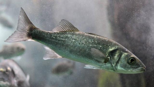 Los científicos simularon en el laboratorio una ola de calor aumentando 3,6 °C la temperatura del agua de una serie de tanques en los que se encontraban varias lubina.