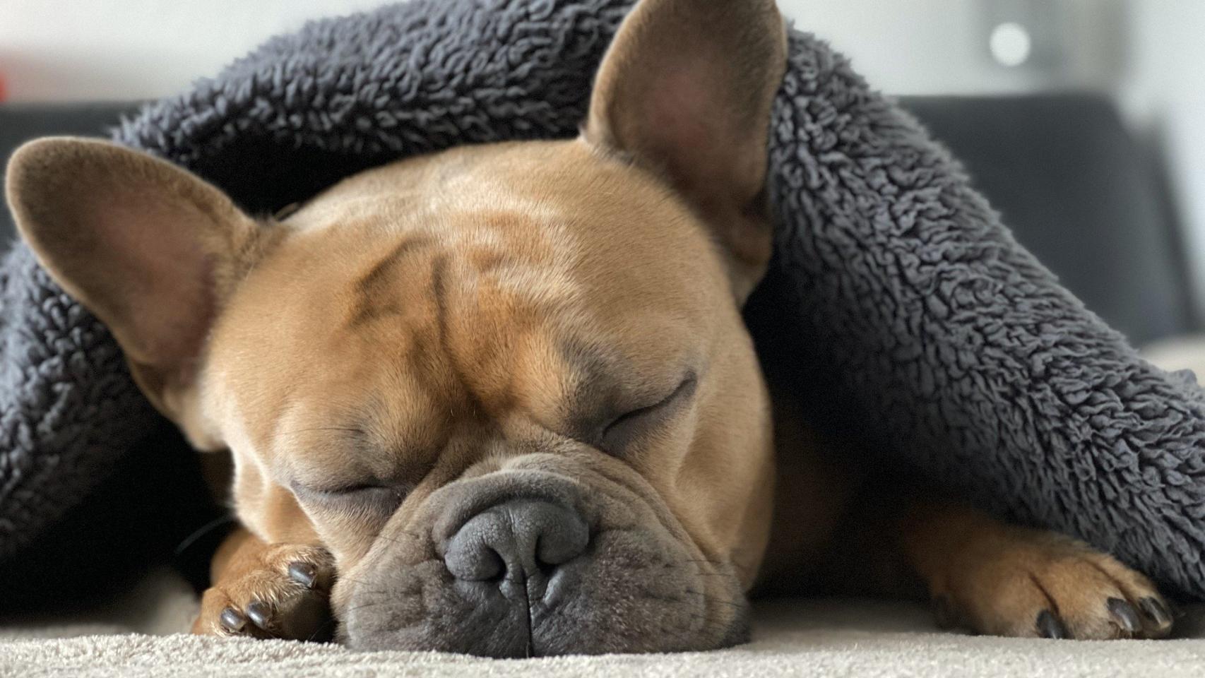 ¿Por qué mi perro tiene los ojos hinchados?
