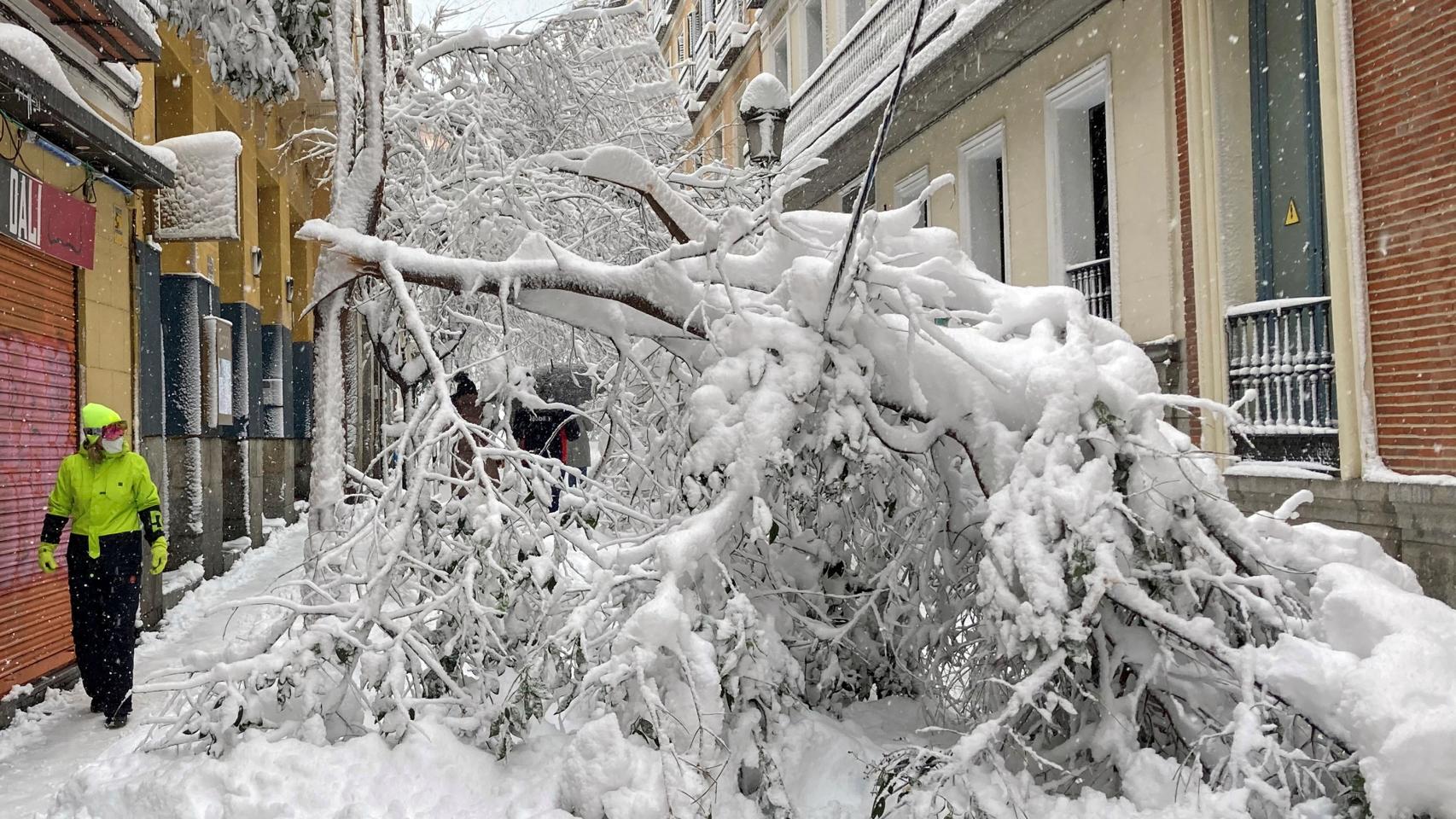 Imagen del daño que ha causado la nieve que ha caído este fin de semana en Madrid.