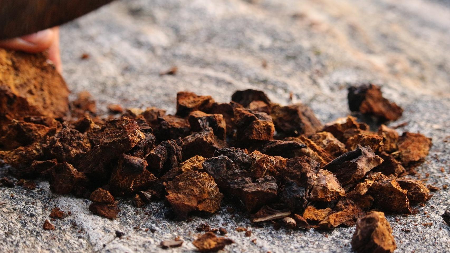 Chaga.