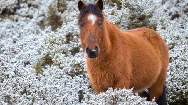 Un caballo en una jornada de nieve, en una foto de archivo.