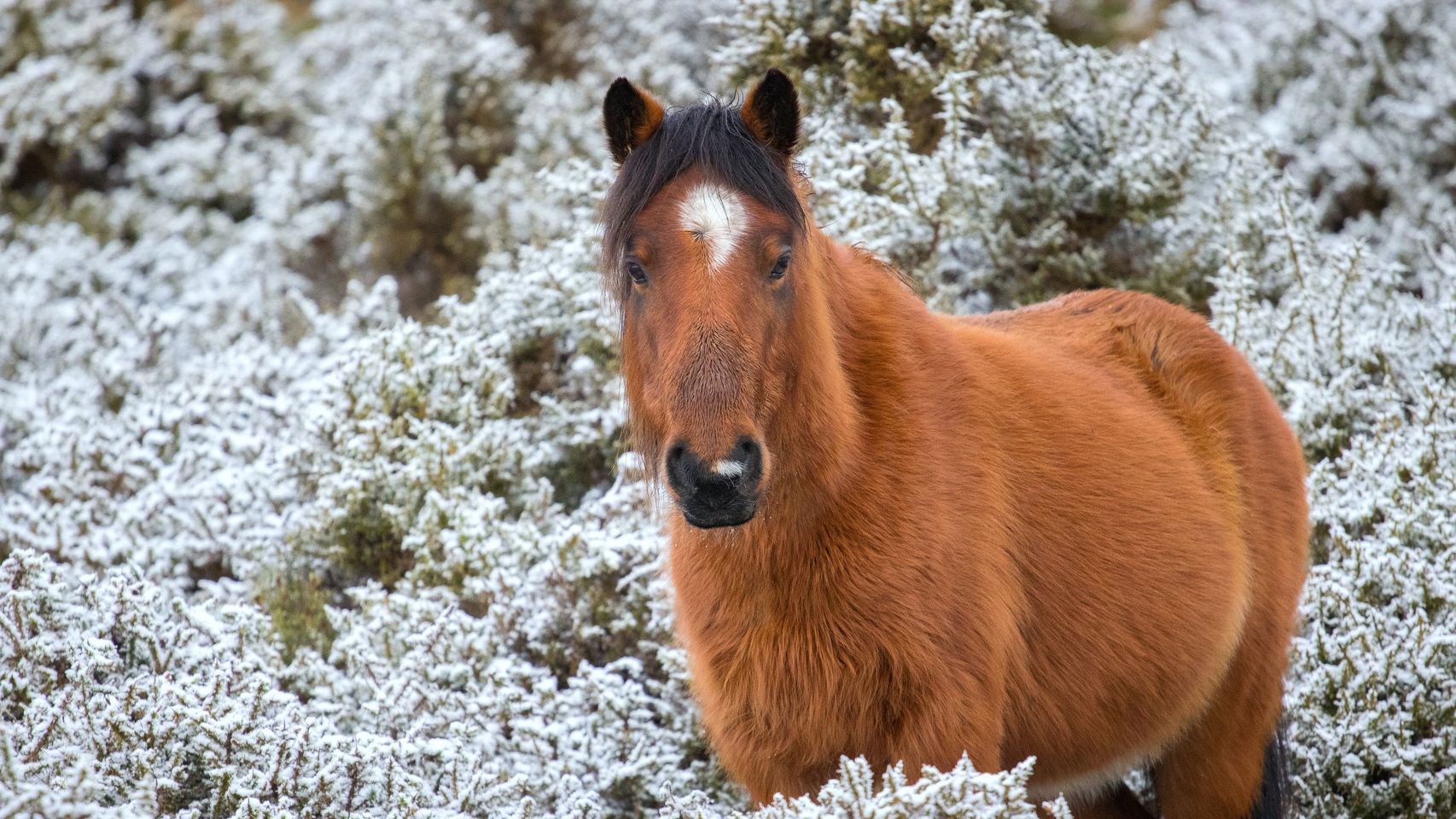 Un caballo en una jornada de nieve, en una foto de archivo.